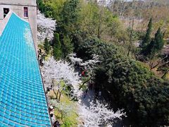 -武汉大学-樱园