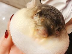 河豚-肆月河豚·新淮扬(金融街店)