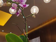 -广州富力君悦大酒店空中花园