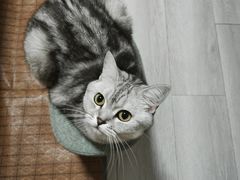 -乖乖宠物医院·猫科·骨科·24小时(云岗分院)