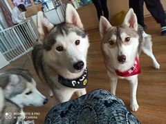 -Husky Go! 哈士奇体验馆·宠物咖啡厅狗咖