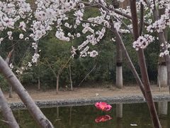 -桃花堤公园