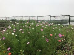 -上海崇明金茂凯悦酒店