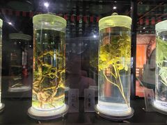 -广东中医药博物馆