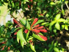 -白塘生态植物园