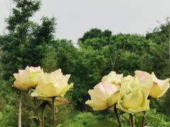-莲花池公园