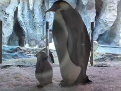 -帝企鹅自助餐厅•儿童岛•真企鹅(长隆企鹅酒店)