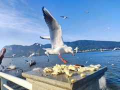 -海埂大坝