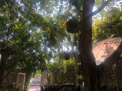 -Fern Forest Cafe