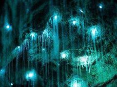 -怀托摩萤火虫洞