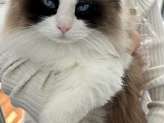 -青奢宠物·青奢猫舍