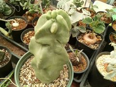 -龙大花卉苗木市场