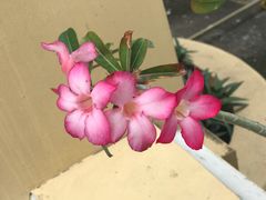 -胡志明市美术馆