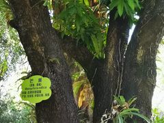 -云南勐巴娜西珍奇园