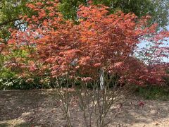 -春花秋色城市公园