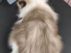 -唐小姐の私宠·宠物洗护美容·撸猫馆·购宠(周浦万达旗舰店)