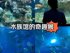 -芜湖新华联大白鲸海洋公园