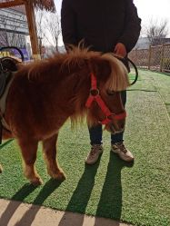 -萌宠亲子动物乐园(槐房万达店)