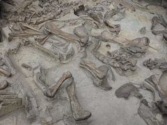 -自贡恐龙博物馆