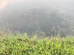 -桐乡凤凰湖