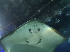 -大连圣亚海洋世界