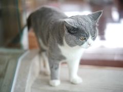 -Catmate·猫肥家润(金润铂宫店)