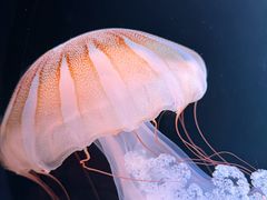 -欢乐海岸海洋奇梦馆