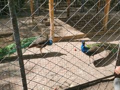 -长白岛森林公园