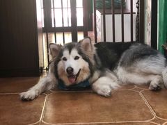 -李小姐の猫咖啡馆(五角场店)