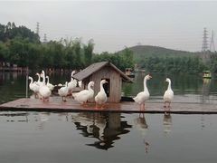 -观澜山水田园