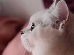 -艾吉宠物医院·疑难杂症转诊中心·猫友好(碧江路院)
