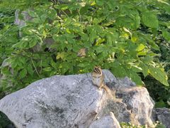 -黑龙江省森林植物园