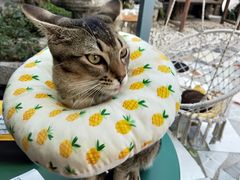 -喵屿·大理花园猫咖
