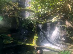 -奥兰多迪士尼动物王国乐园