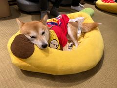 -逗柴咖啡屋·狗咖猫咖宠物桌游