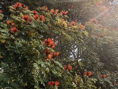 -中国科学院西双版纳热带植物园