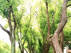 -花溪公园