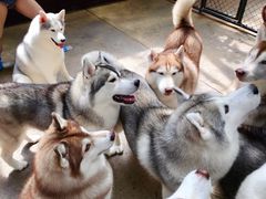 -TrueLove @ Neverland (Husky Cafe)