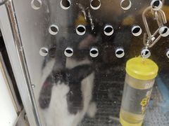 -爱侣宠医·鹦鹉专科·小型哺乳类·异宠专科(灵石路店)