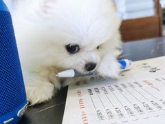 -一代菌王·竹荪鹅(江苏旗舰店)