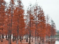 -白鹭湾湿地公园