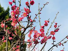 -梅花山(明孝陵内)