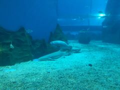 -北戴河圣蓝海洋公园