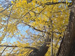 -千年银杏谷文化旅游区