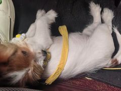 -博特宠物医院24h犬猫全科.骨科·异宠