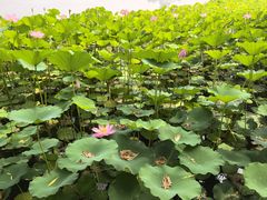 -莲花池公园