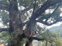 -杨家堂村