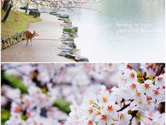 -奈良公园