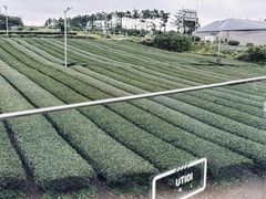 -雪绿茶博物馆