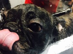 -MOLLY'S萌宠生活馆